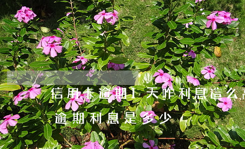 信用卡逾期1天咋利息這么高(一萬多信用卡逾期利息是多少)
