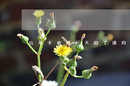 信用卡逾期1天扣了違約金