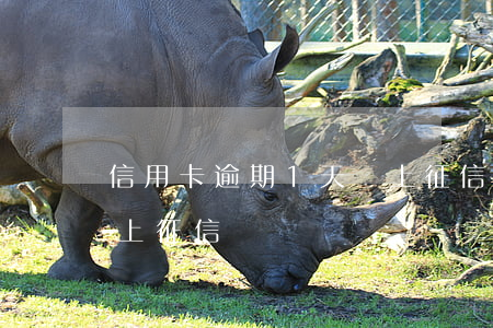 信用卡逾期1天會上征信嗎(逾期1個星期會上征信嗎)