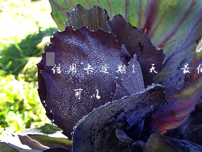 信用卡逾期1天還最低額度(逾期一天,還最低額可以嗎)