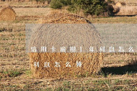 信用卡逾期1年利息怎么算(信用卡逾期1年利息怎么算)
