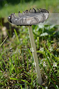 信用卡逾期1年可以坐飛機么 逾期幾年了為什么還可以坐飛機