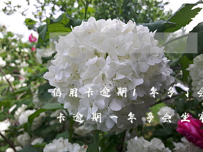 信用卡逾期1年多了会被起诉吗吗-欠信用卡逾期一年多会坐牢吗