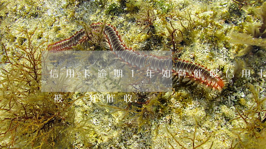 信用卡逾期1年如何催收(信用卡逾期為什么被瘋狂催收)