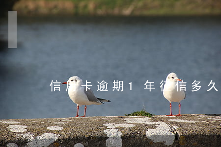 信用卡逾期1年征信多久才白了