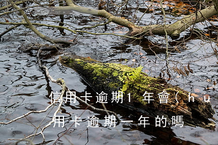 信用卡逾期1年會(huì)被拘留嗎(有信用卡逾期一年的嗎)