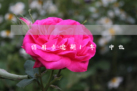 信用卡逾期1年當中也還了一點