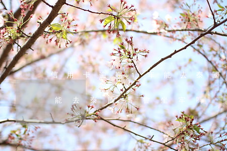 信用卡逾期1年能去泰國嗎(信用卡逾期1年能去泰國嗎會坐牢嗎)