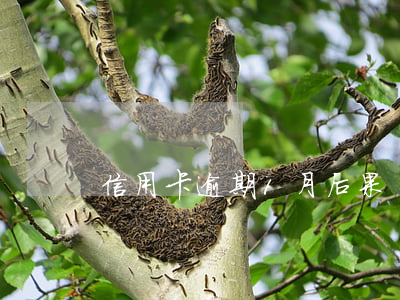信用卡逾期1月后果
