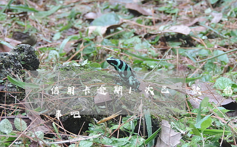 信用卡逾期1次已還款(還信用卡逾期一天沒事吧)