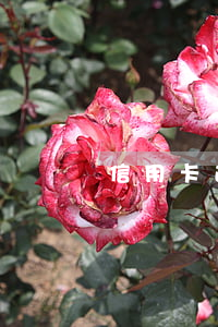 信用卡逾期1次影響車貸嗎