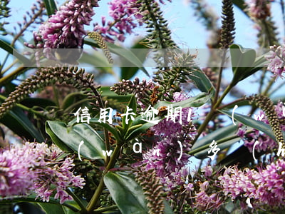 信用卡逾期1萬(wàn)(信用卡逾期1萬(wàn)多會(huì)被起訴么)