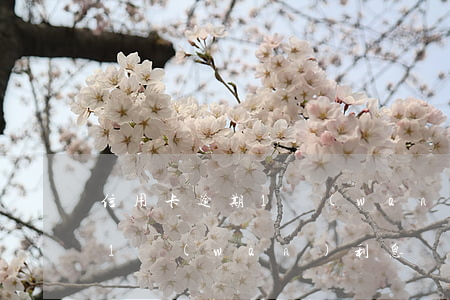 信用卡逾期1萬(wàn)利息(信用卡逾期1萬(wàn)利息漲5千)