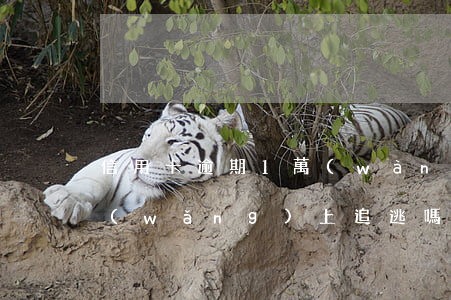 信用卡逾期1萬(wàn)會(huì)網(wǎng)上追逃嗎(逾期8萬(wàn)信用卡報(bào)案公安局會(huì)拘留嗎)