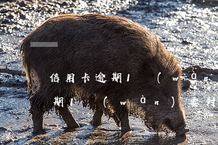 信用卡逾期1萬(wàn)要封房(信用卡逾期1萬(wàn)要封房子)