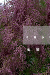 信用卡逾期1萬一個月利息是多少-信用卡逾期1萬一個月利息是多少錢
