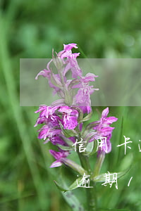 信用卡逾期1萬元10天多少利息-信用卡逾期1萬元10天多少利息呢