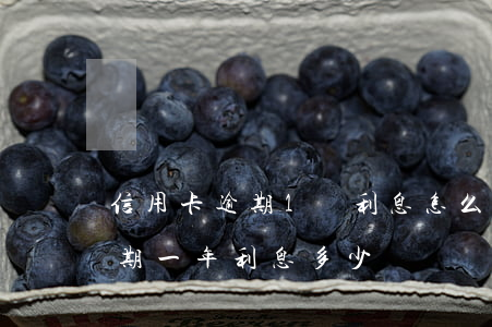 信用卡逾期1萬利息怎么收(一萬的信用卡逾期一年利息多少)