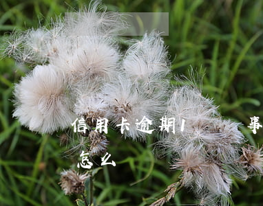 信用卡逾期1萬沒事(信用卡逾期1萬沒事吧怎么辦)