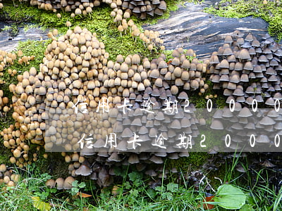 信用卡逾期20000會收到法院傳票嗎-信用卡逾期20000會收到法院傳票嗎是真的嗎