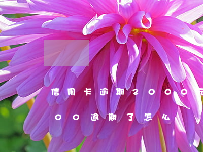 信用卡逾期2000元怎么處理(信用卡5000逾期了怎么辦)