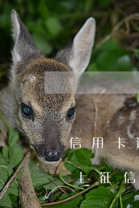 信用卡逾期200會上征信嗎(欠200元會上征信嗎)