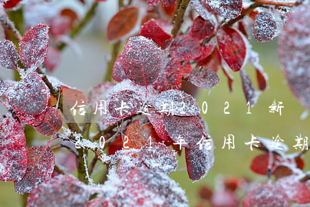 信用卡逾期2021新規(guī)沒錢還(2021年信用卡逾期后果)