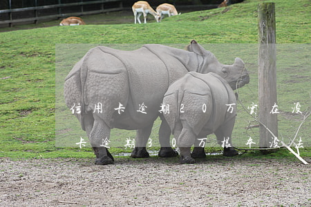 信用卡逾期20万实在没钱还怎么解决(信用卡逾期30万根本没法还)