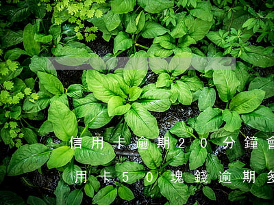 信用卡逾期20分鐘會(huì)上征信(信用卡50塊錢逾期多久會(huì)上征信)