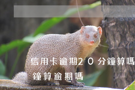 信用卡逾期20分鐘算嗎(信用卡逾期10分鐘算逾期嗎)