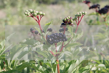 信用卡逾期20多天40多次-40萬信用卡全部逾期