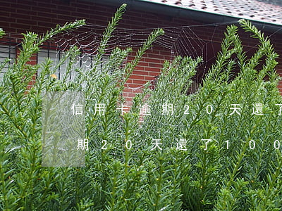 信用卡逾期20天還了1000-信用卡逾期20天還了1000