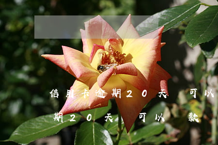 信用卡逾期20天還可以貸款嗎-信用卡逾期20天還可以貸款嗎怎么辦