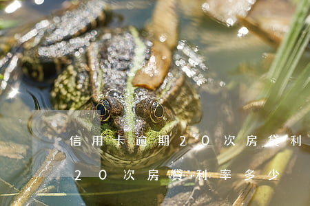 信用卡逾期20次房貸利率多少(信用卡逾期20次房貸利率多少)