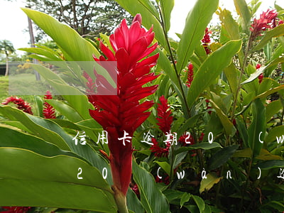 信用卡逾期20萬(wàn)判幾年(信用卡20萬(wàn)逾期會(huì)不會(huì)坐牢)