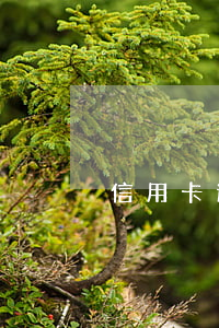 信用卡逾期20萬(wàn)利息怎么算