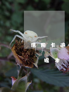 信用卡逾期20萬無力償還(信用卡逾期30萬根本沒法還)