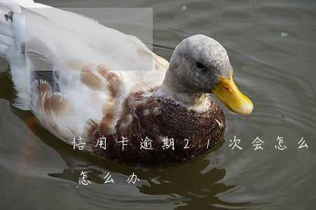 信用卡逾期21次会怎么样(征信逾期21次怎么办)