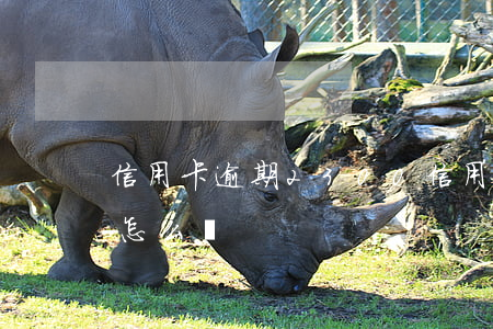 信用卡逾期2300 信用卡逾期23000怎么辦