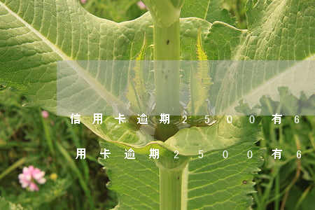 信用卡逾期2500有6年了要還多少-信用卡逾期2500有6年了要還多少利息