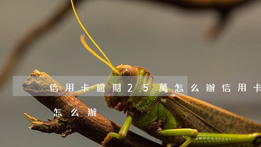 信用卡逾期25萬怎么辦(信用卡逾期25萬怎么辦)