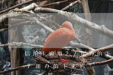 信用卡逾期27能办的下来吗(信用卡逾期27能办的下来吗)