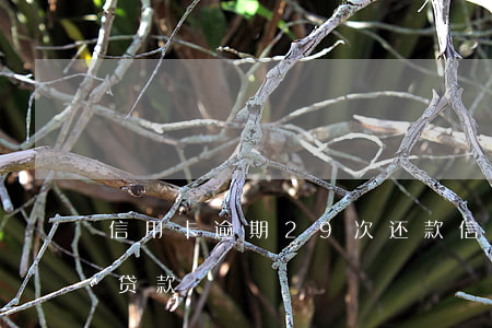 信用卡逾期29次还款(信用卡逾期29次能贷款)