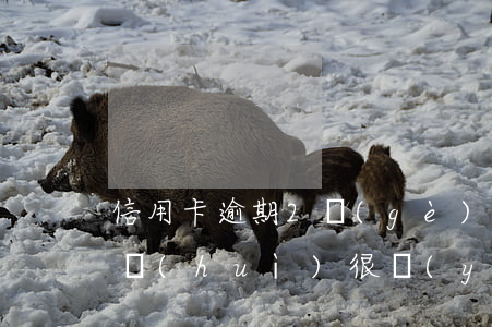 信用卡逾期2個(gè)月會(huì)不會(huì)很嚴(yán)重(信用卡逾期2天會(huì)不會(huì)很嚴(yán)重)
