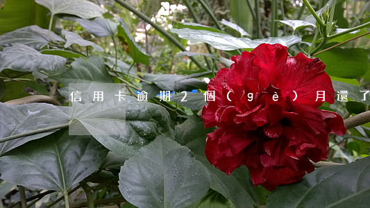信用卡逾期2個(gè)月還了一期