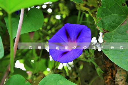 信用卡逾期2分錢5天(信用卡5塊錢逾期兩天)