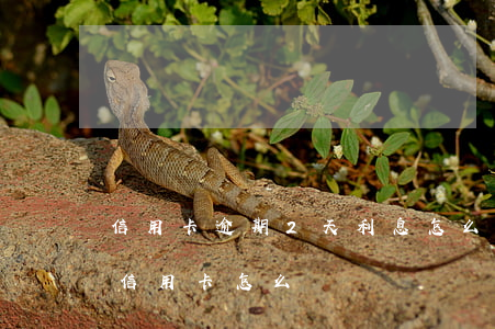 信用卡逾期2天利息怎么要回-逾期兩年的信用卡怎么還
