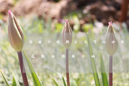 信用卡逾期2天可以分期吗(分期乐逾期两次 还能办信用卡吗?)