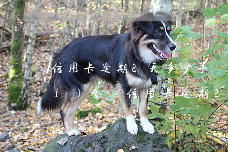 信用卡逾期2天多少手續(xù)費(fèi)合適（信用卡逾期2天多少手續(xù)費(fèi)）