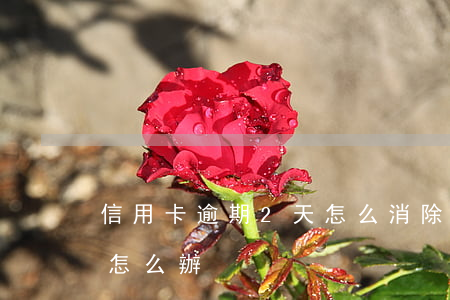 信用卡逾期2天怎么消除(信用卡忘記還款了怎么辦)